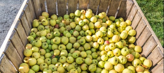 Rinchiude compagna cassone frutta