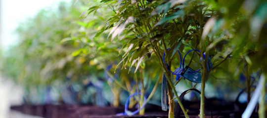 Maxifurto di marijuana legale in azienda agricola nel Cagliaritano