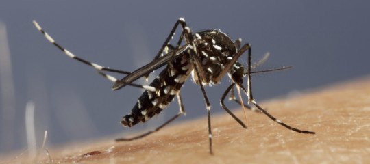 Un altro morto in Emilia per il virus West Nile trasmesso dalla zanzara tigre