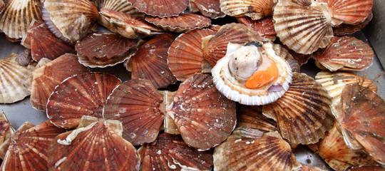 I pescatori francesi e inglesi hanno trovato un accordo per la pesca delle capesante