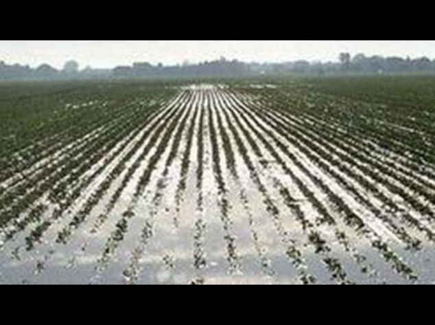Coldiretti: la 'gelida estate' ha fatto un miliardo di danni all'agricoltura