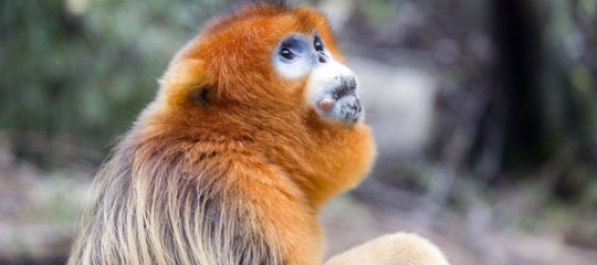 Usa: è morta Toi, rarissima scimmietta Pygathrix nemaeus dello zoo di Philadelphia
