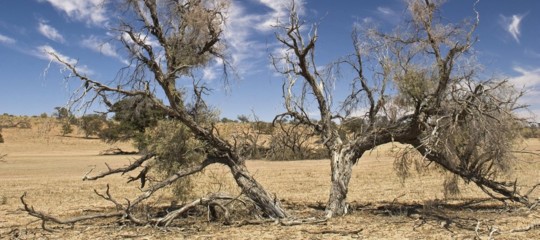 Il fabbricante di boschi ha trovato il modo di fare crescere alberi anche nel Sahara