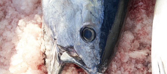 tonno rosso caccia mercato nero