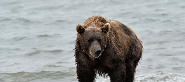Orso aggredisce carabiniere Trentino