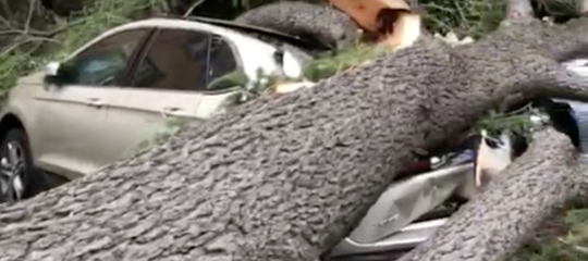 albero cade auto