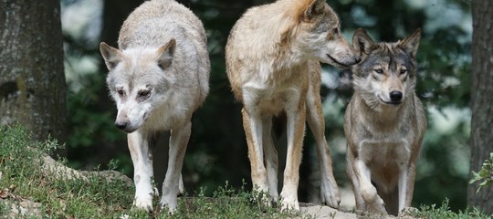 Allarme Wwf: decimato il 60% della fauna selvatica in 44 anni
