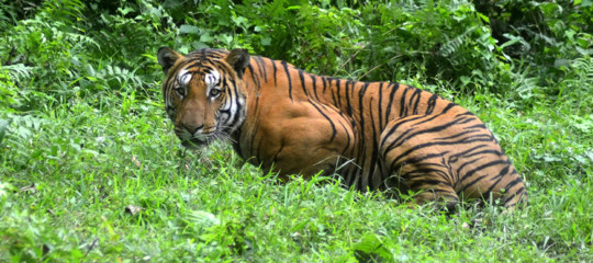 India: dopo due anni di caccia, uccisa la tigre T1. Aveva sbranato 13 persone