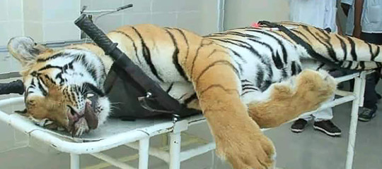 India: dopo due anni di caccia, uccisa la tigre T1. Aveva sbranato 13 persone