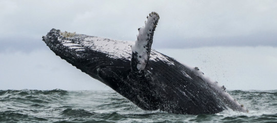 canto balene intelligenza artificiale