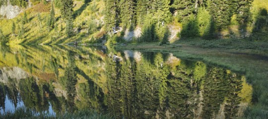 piantare miliardi alberi
