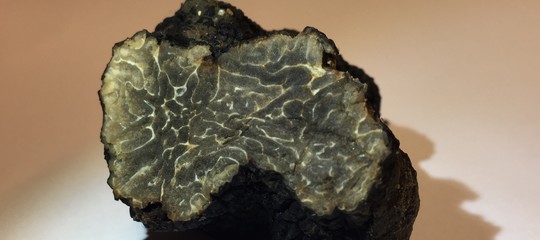 tartufo nero rischio estinzione
