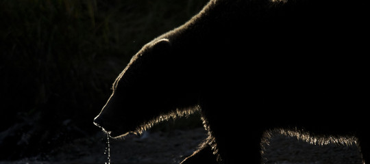 Un grizzly ha ucciso una donna e la sua bambina di 10 mesi in Canada