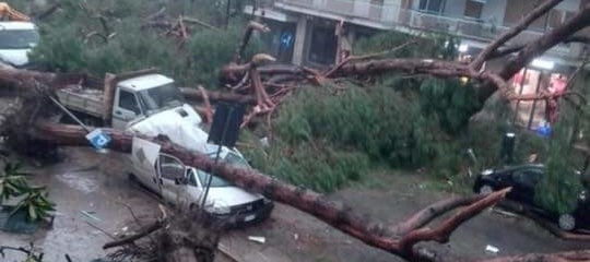 Nelle città cadono tutti questi alberi anche perché parcheggiamo male