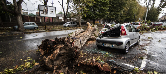 Nelle città cadono tutti questi alberi anche perché parcheggiamo male