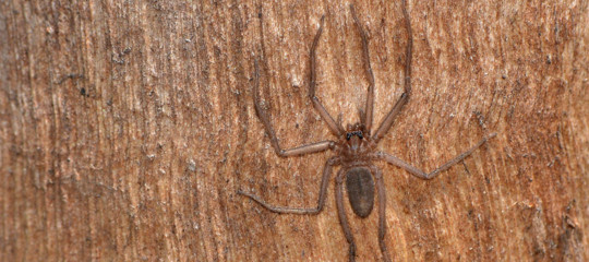 nuove specie animali scoperte