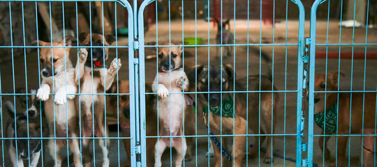 germania cani adottati