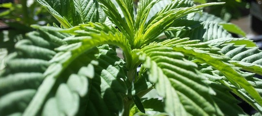 cannabis light effetti