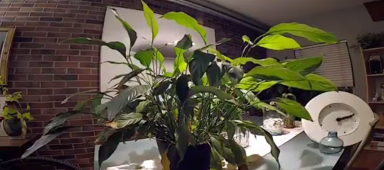 video pianta innaffiata felice