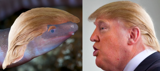 Anfibio nome donald trump