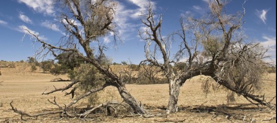 cambiamenti climatici crescita sostenibile studi