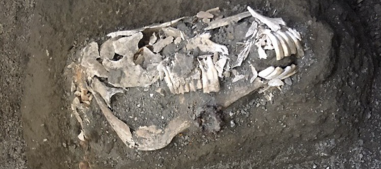 pompei cavallo