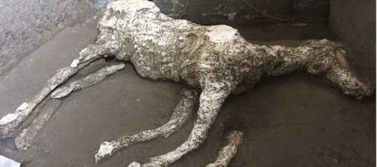pompei cavallo