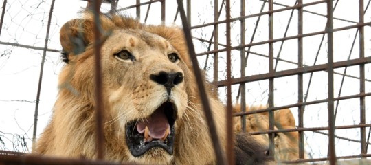 Leone fugge da gabbia e uccide giovane neoassunta al parco di Burlington