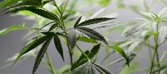 legalizzazione cannabis m5s legge