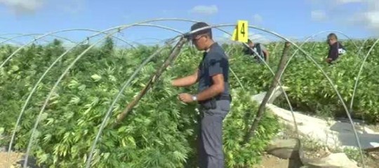 Cannabis Salvini