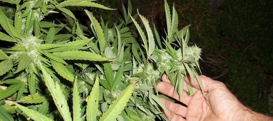 cannabis lega m5s