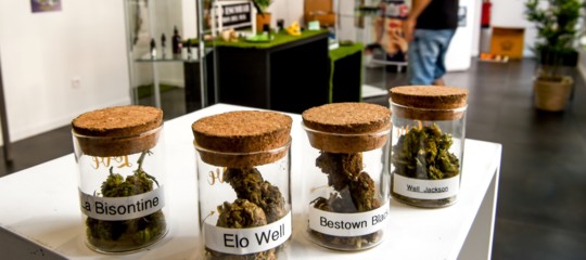 Come stanno andando i growshop in Italia?