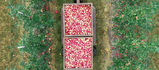 L'algoritmo italiano che predice la grandezza della frutta