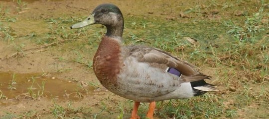 anatra sola trevor