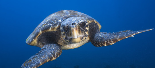 mari plastica caretta caretta