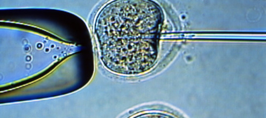 staminali ips sistema immunitario