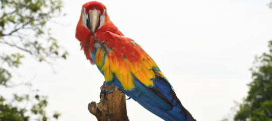 Rosalinda pappagallo Pippi Calzelunghe