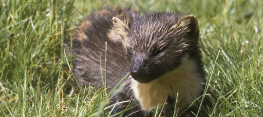 animali faina impiccata rimini
