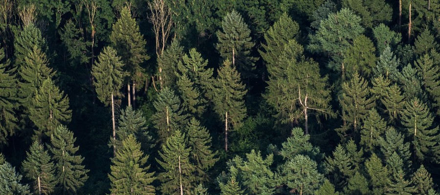 Le Foreste Tornano A Crescere Ma Non Dove Siamo Abituati A Vederle