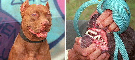 bambini aggrediti feriti da pitbull