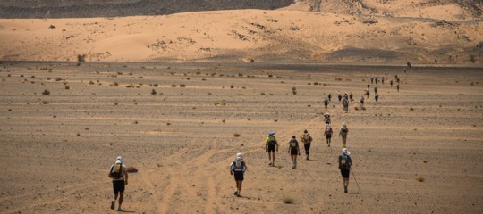 cane cactus maratona