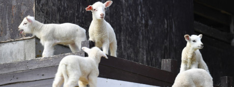 Quanta carne di capretto e di agnello si consuma in Italia (non solo a Pasqua)