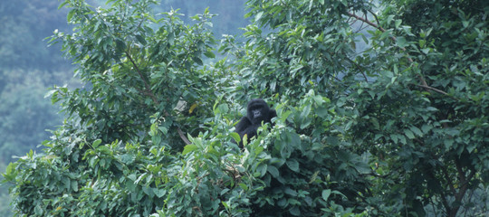 selfie gorilla congo