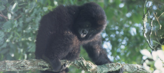 selfie gorilla congo