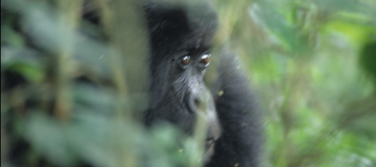 selfie gorilla congo