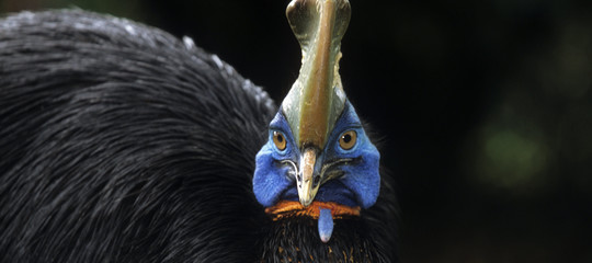 uccello killer florida