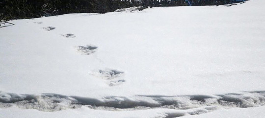 yeti impronte