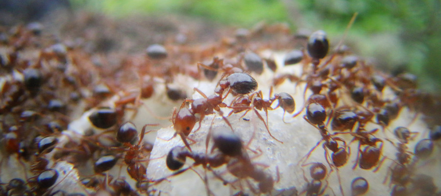 Il Negozio Che Vende Ogni Specie Possibile Di Formiche