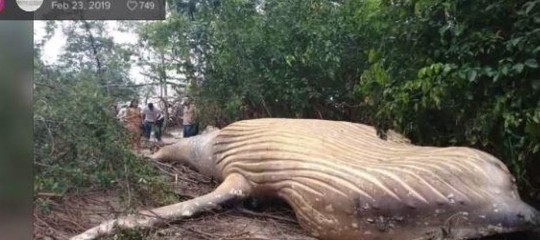 Allarme Onu su esitinzione, 1 specie su 8 sparirà a breve