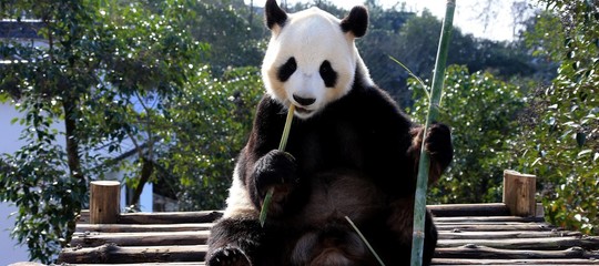 Allarme Onu su esitinzione, 1 specie su 8 sparirà a breve